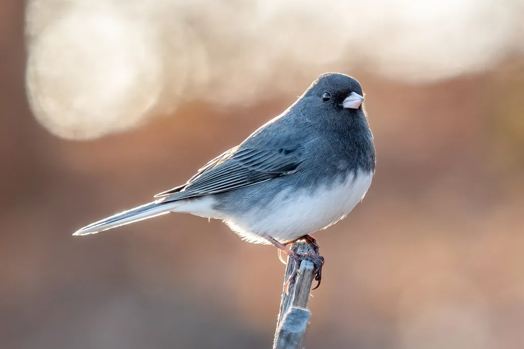You are currently viewing These Urban Birds Evolved Longer Beaks During Covid-19 Lockdowns. Then, They Changed Back