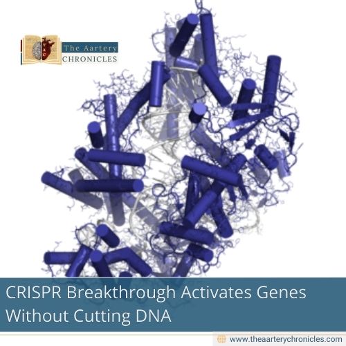 You are currently viewing Breakthrough CRISPR method activates genes without cutting DNA