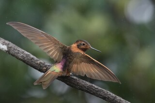 You are currently viewing An ancient forest in Ecuador is the last stand for a tiny hummingbird facing extinction