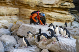 Read more about the article Rockhopper Penguins’ Athleticism Makes Them the Daredevils of the Animal World. Will a Warming Climate Slow Them Down?