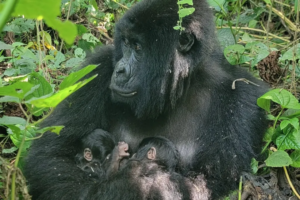 Read more about the article Rare Twin Mountain Gorillas Born in the Congo, Giving Hope to Those Working to Conserve the Endangered Animals