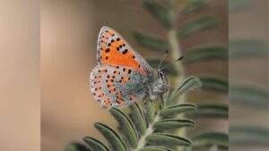 Read more about the article INPA releases Red Book for Butterflies detailing extinction, endangerment threats