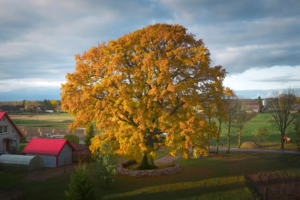 Read more about the article 400-Year-Old Common Oak Wins 2026 European Tree of the Year: See All the Finalists
