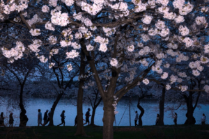 Read more about the article A world in bloom: Spring flowers unfold from Tokyo to Mexico, in photos