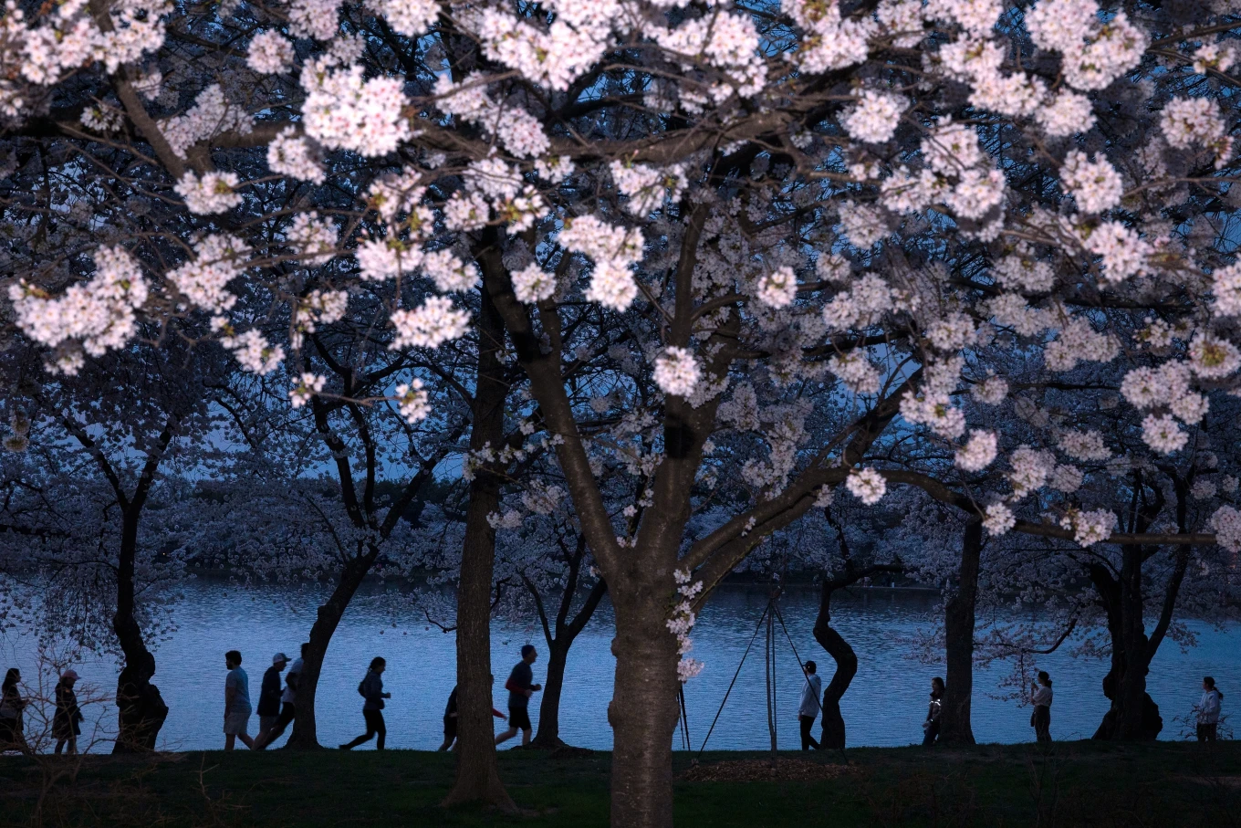You are currently viewing A world in bloom: Spring flowers unfold from Tokyo to Mexico, in photos
