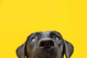 Read more about the article Dogs can detect Parkinson’s disease years early with 98% accuracy