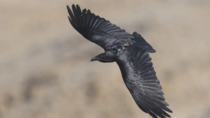 Read more about the article ‘Personality determines life or death’: Bold ravens near humans die younger – study