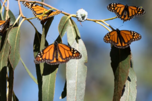 Read more about the article Butterflies Are in Dramatic Decline Across North America. A Close Look at the Western Monarch Shows Why
