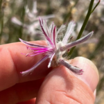 Plant believed extinct for 60 years suddenly reappears