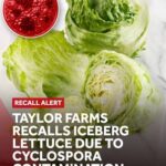 Taylor Farms recalls iceberg lettuce in 27 states over cyclosporiasis outbreak