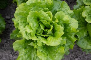 Read more about the article Why lettuce is often linked to illness outbreaks