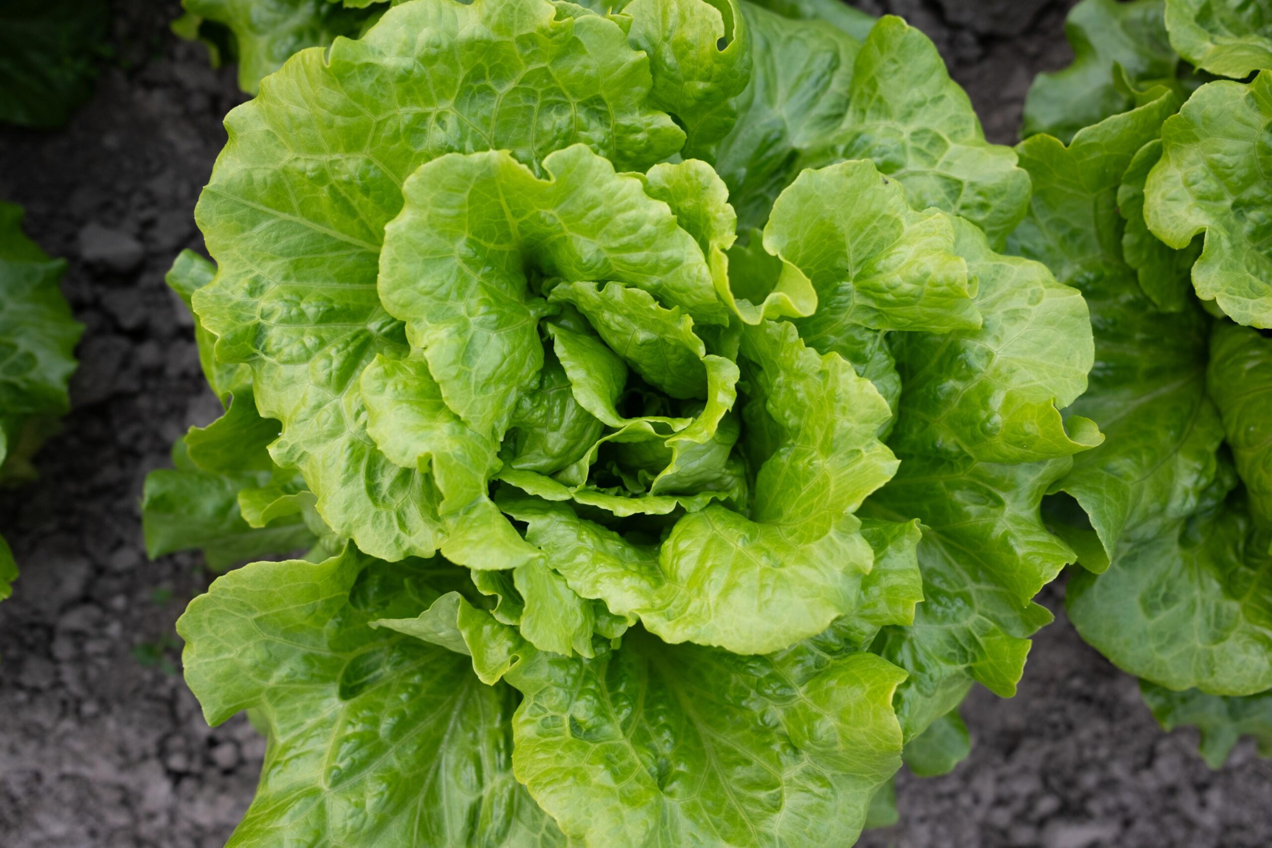 You are currently viewing Why lettuce is often linked to illness outbreaks
