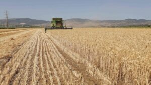 Read more about the article Tire particles may contaminate crops and enter food chain, Israeli study finds