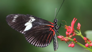Read more about the article What’s this super-aging butterfly’s longevity secret?