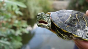 Read more about the article Turtles’ brains shed light on evolutionary developments dating back hundreds of millions of years