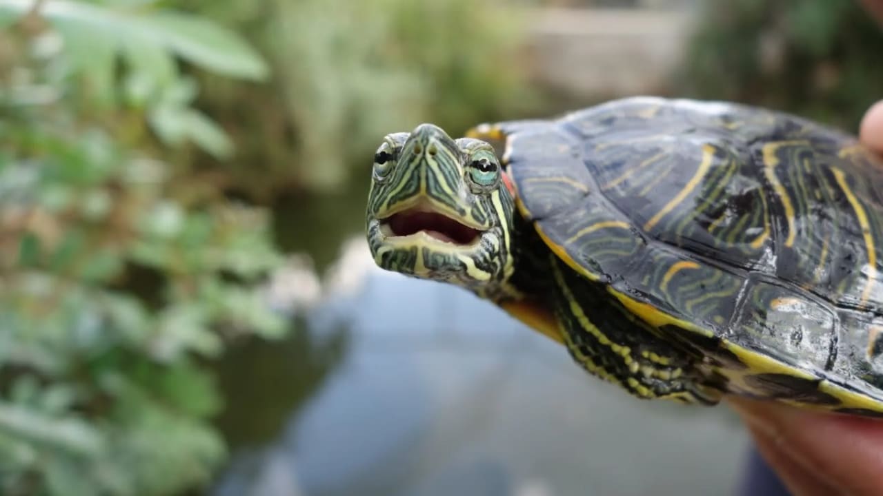 You are currently viewing Turtles’ brains shed light on evolutionary developments dating back hundreds of millions of years